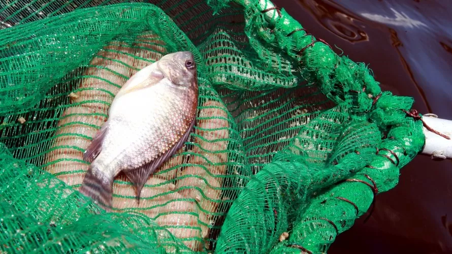 Bahia Pesca apresenta novos resultados de análise do pescado coletado em cidades atingidas por óleo