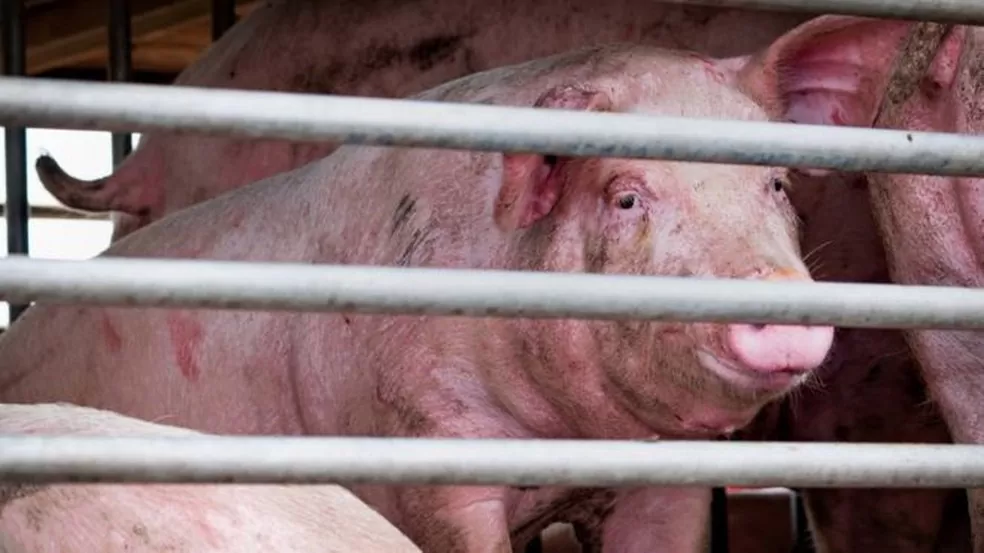 Porcos são hospedeiros de novo vírus encontrado na China, dizem os especialistas