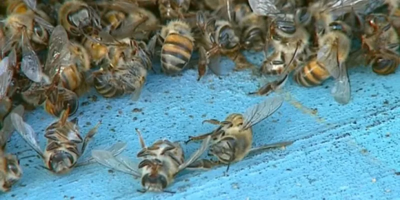 Petrolina: Enxame de abelhas ataca pessoas nas proximidades do cemitério; VÍDEO