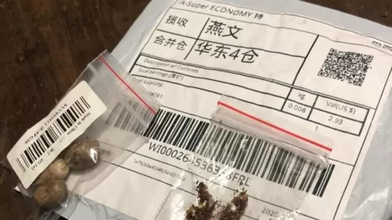 Órgão catarinense emite alerta para pessoas que recebam sementes misteriosas em encomendas da China