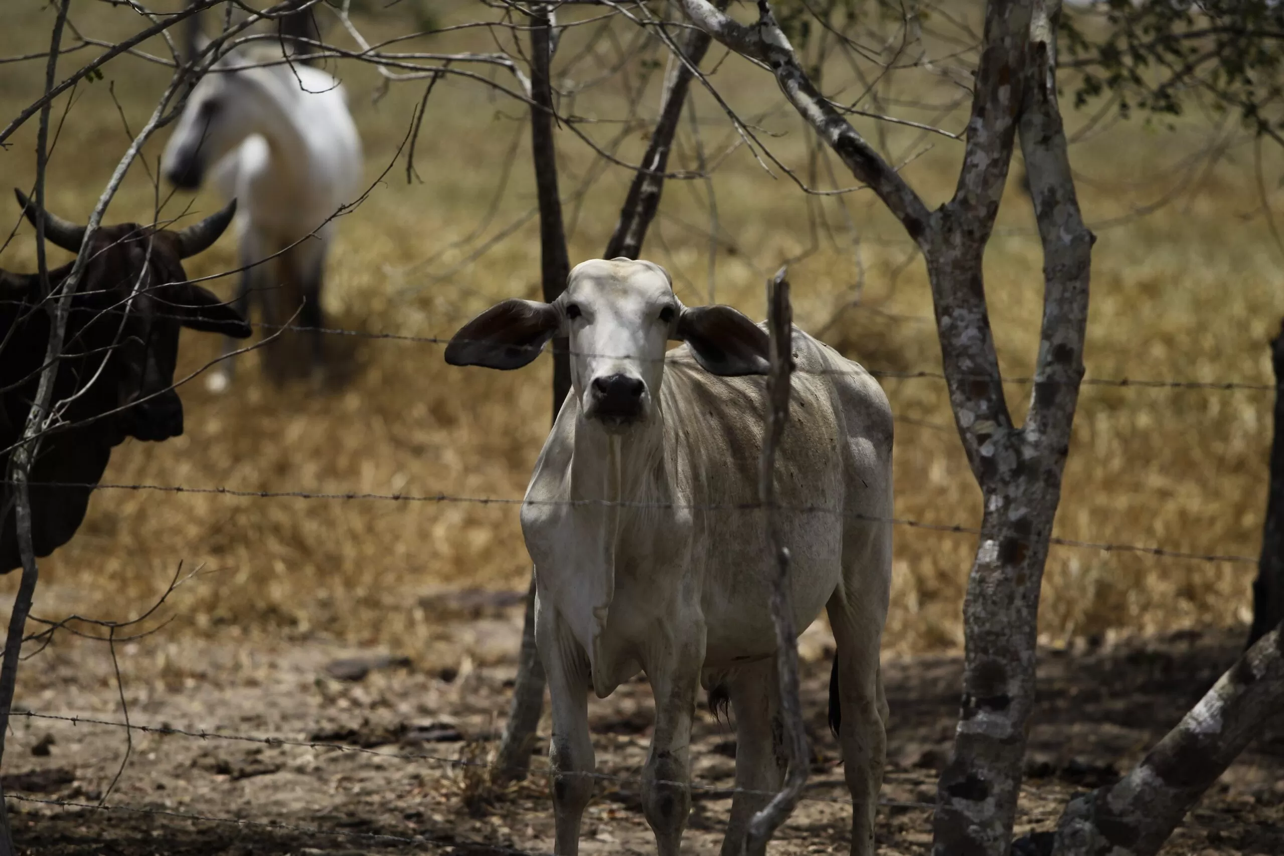 Justiça Federal que determina apreensão de gado clandestino na terra Pankararu