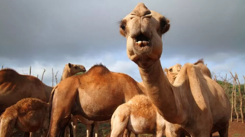 Por que os camelos podem ser a origem da próxima pandemia