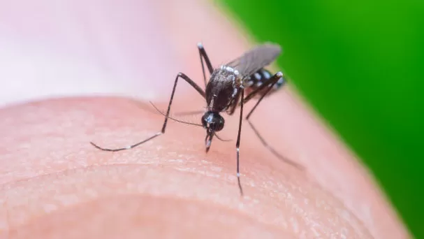 COMO ASSIM? Acordo prevê “fábrica de mosquitos” para combater dengue