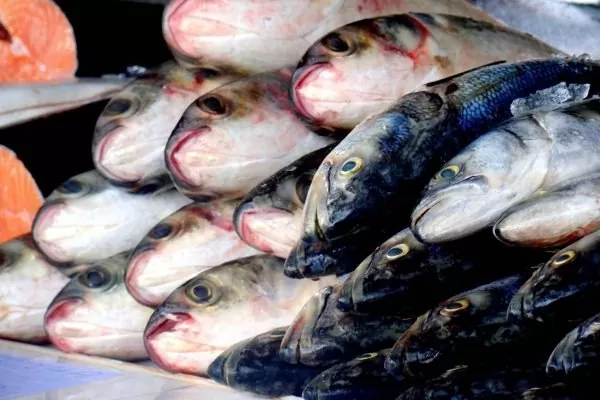Saiba quais peixes podem causar a doença da “urina preta”