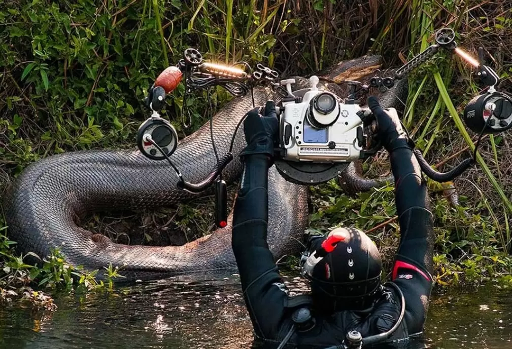 IMPRESSIONANTE: Sucuris gigantes são flagradas em expedições de fotógrafos subaquáticos; FOTOS