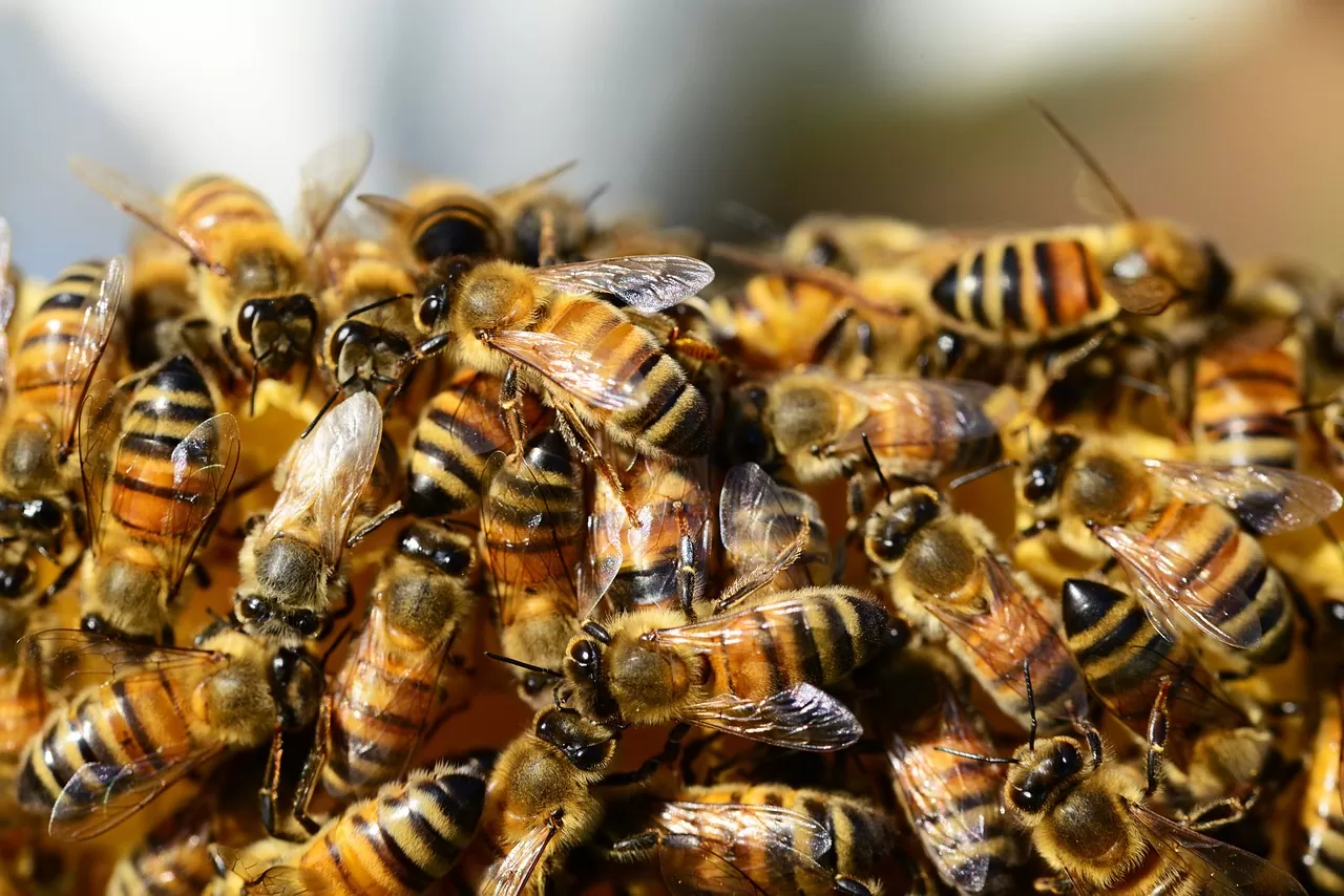 BRASIL: Casal tem morte trágica após fugir de abelhas em uma trilha