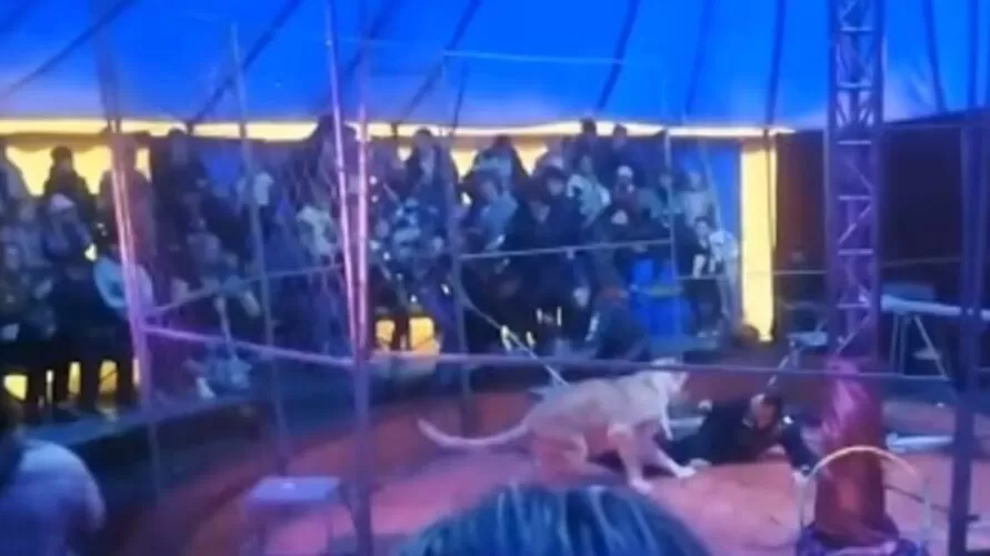 Vídeo: domador é atacado por leoa durante apresentação