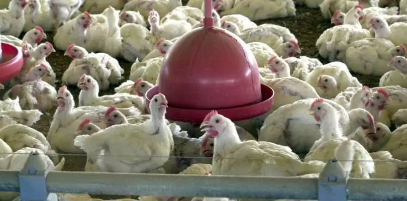 FOI PIOR: China registra primeiro caso de gripe aviária H10N3 em humano