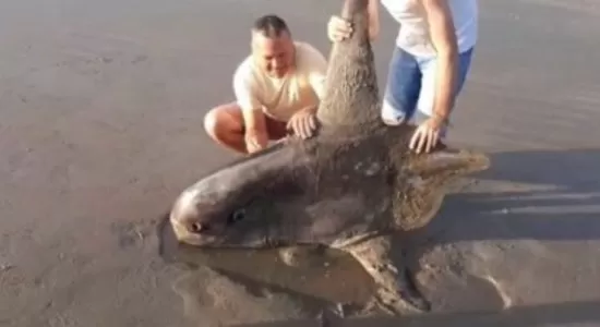 VÍDEO: Peixe-lua, raro de ser visto e que pode atingir três metros, morre encalhado em praia