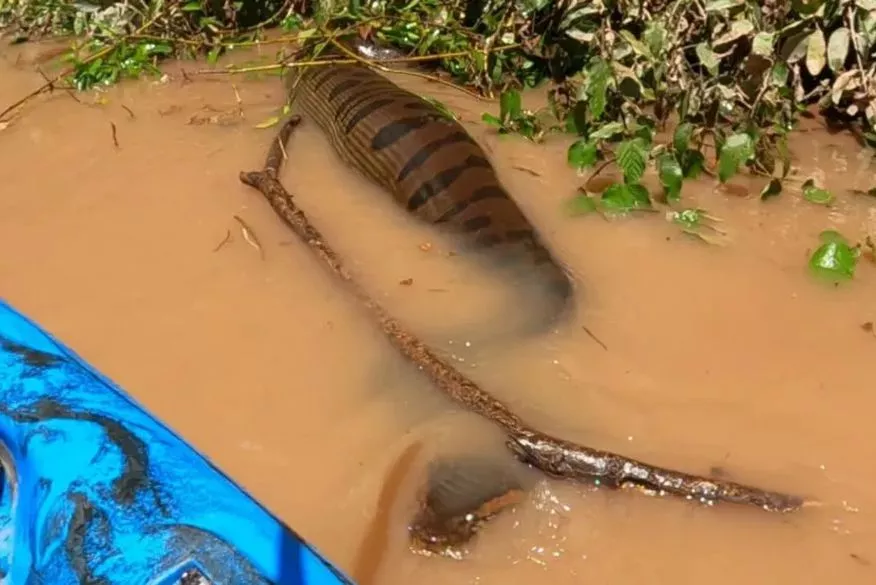 [VIDEO] Sucuri gigante com ‘barriga cheia’ assusta pescadores em rio no Mato Grosso do Sul