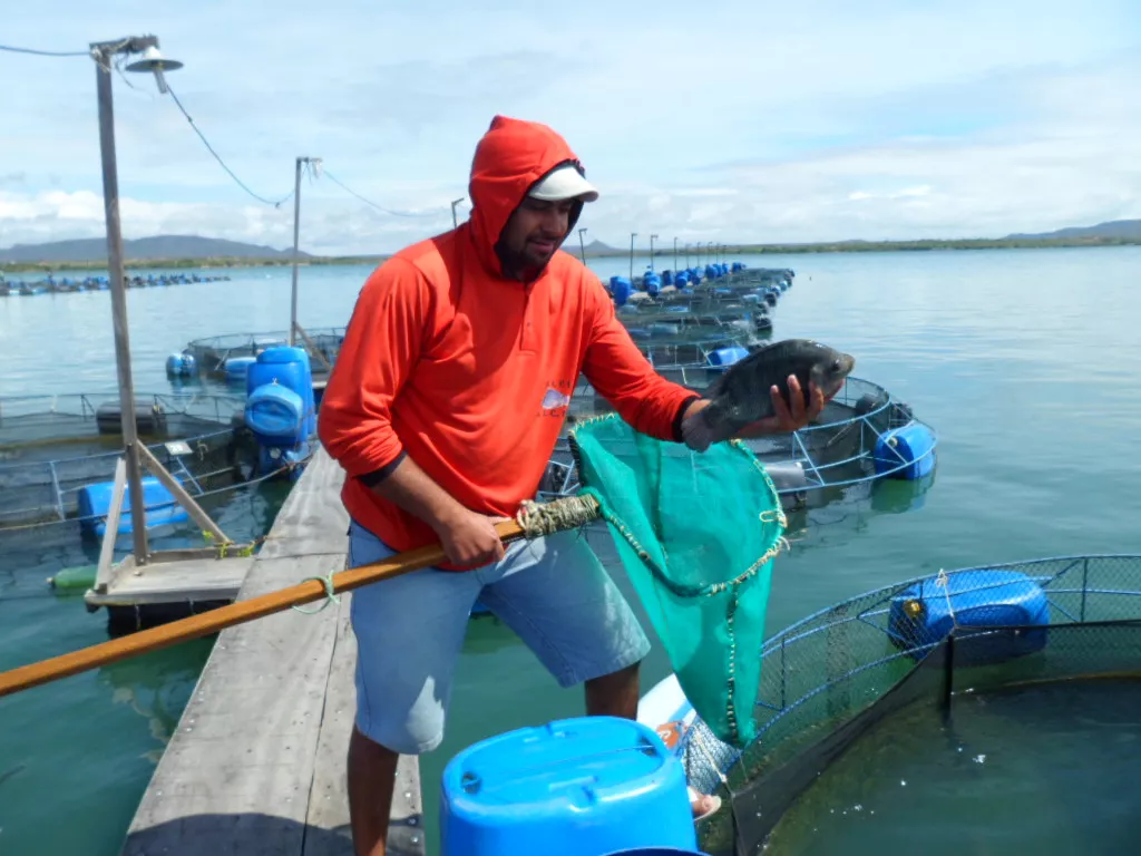 JATOBÁ: Empresa Noronha Pescados irá comprar “Filé de Tilápia” no município