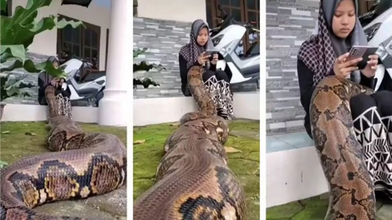 VÍDEO: Adolescente viraliza com cobra gigante de estimação