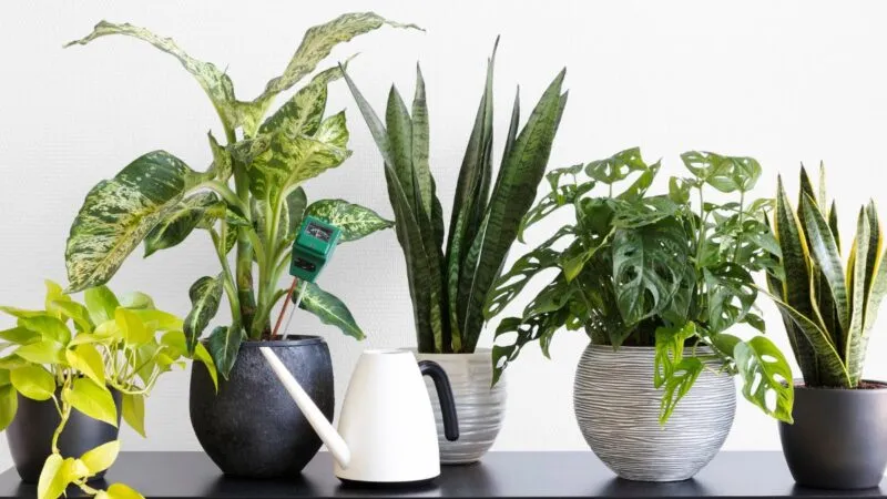 Conheça 6 plantas que absorvem calor e refrescam sua casa