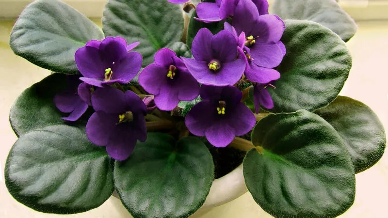 Como Plantar Violetas Através Das Folhas?